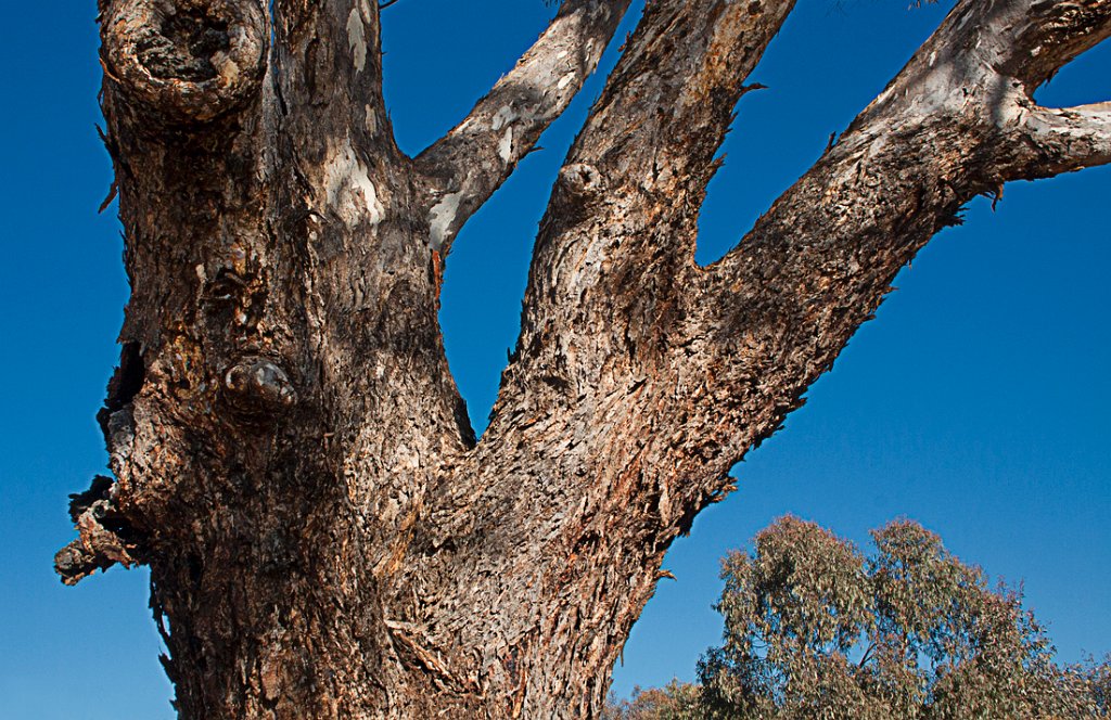 tree detail.jpg